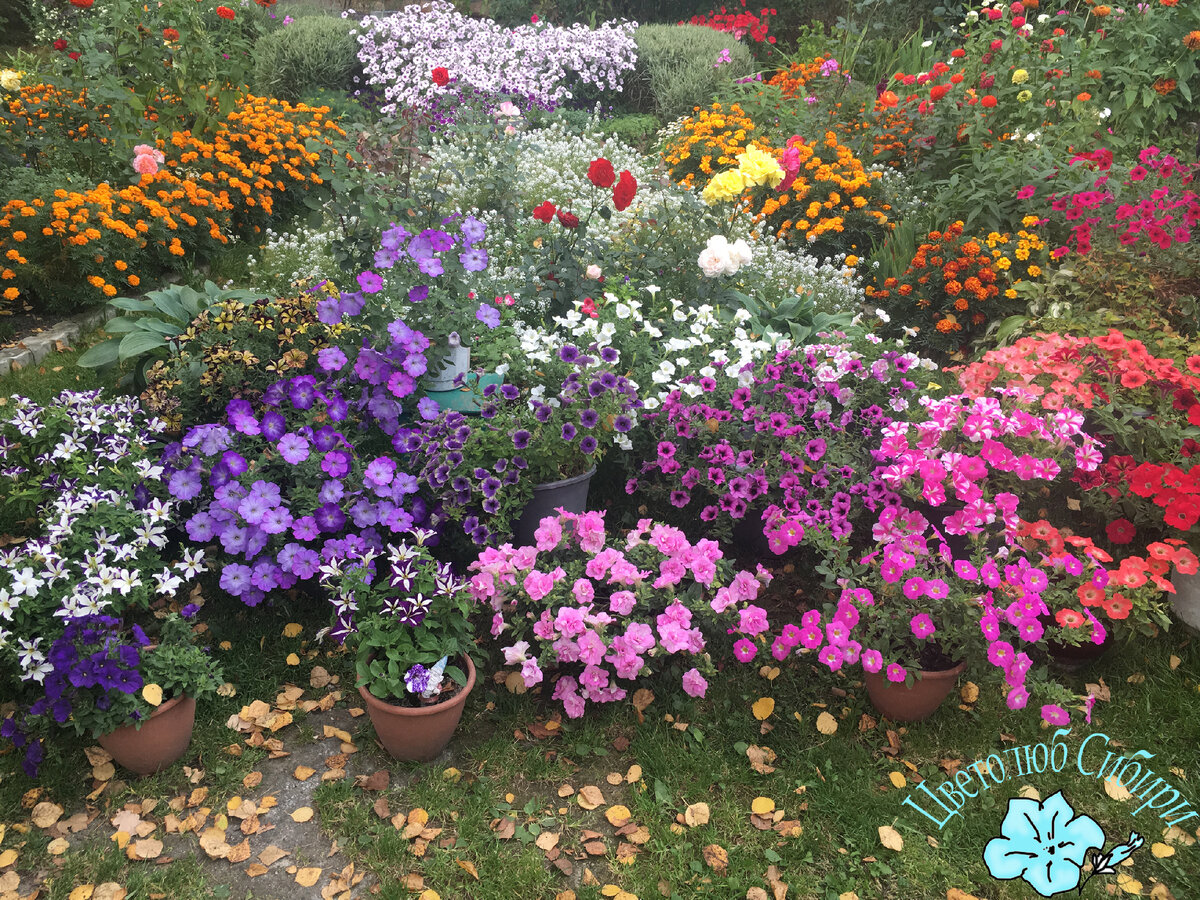 Разнообразие моей любви))