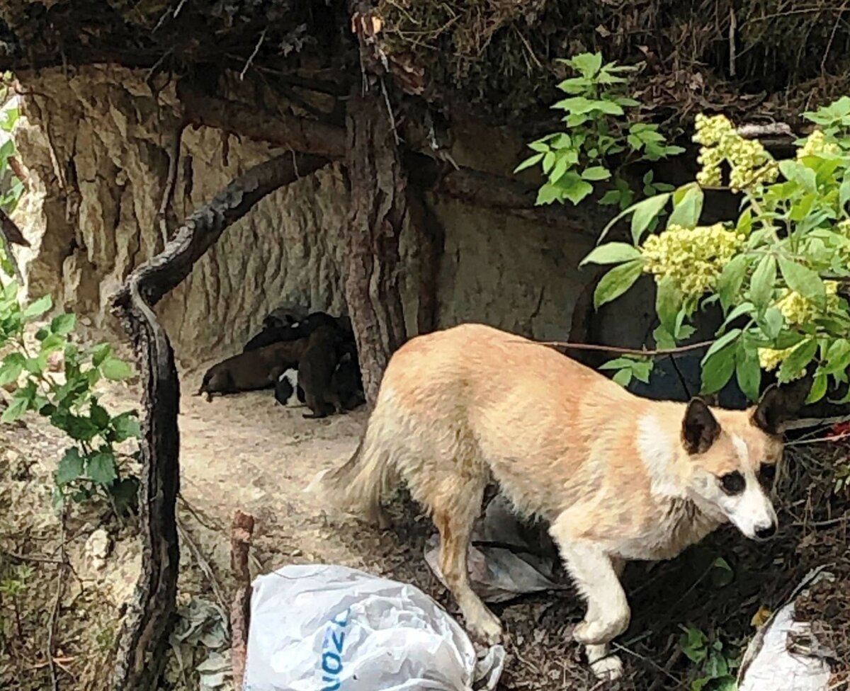 Все пушистики приехали в дом-приют, почти все нашли дом