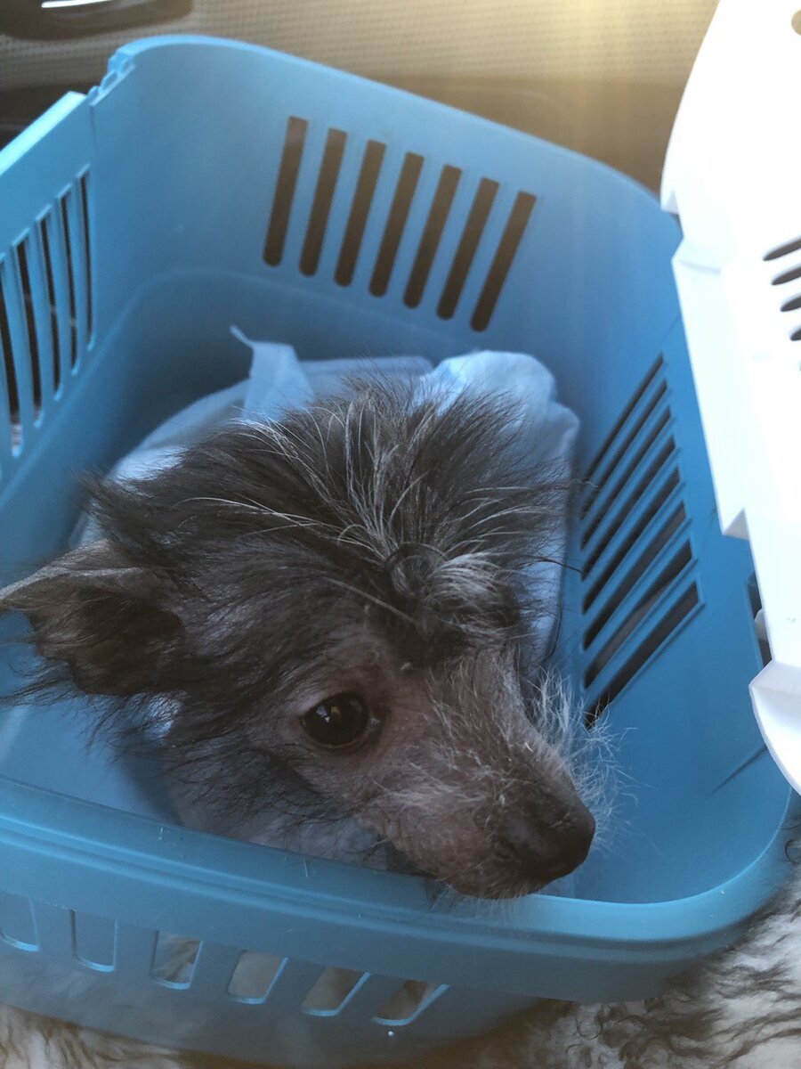 Веня, везу домой