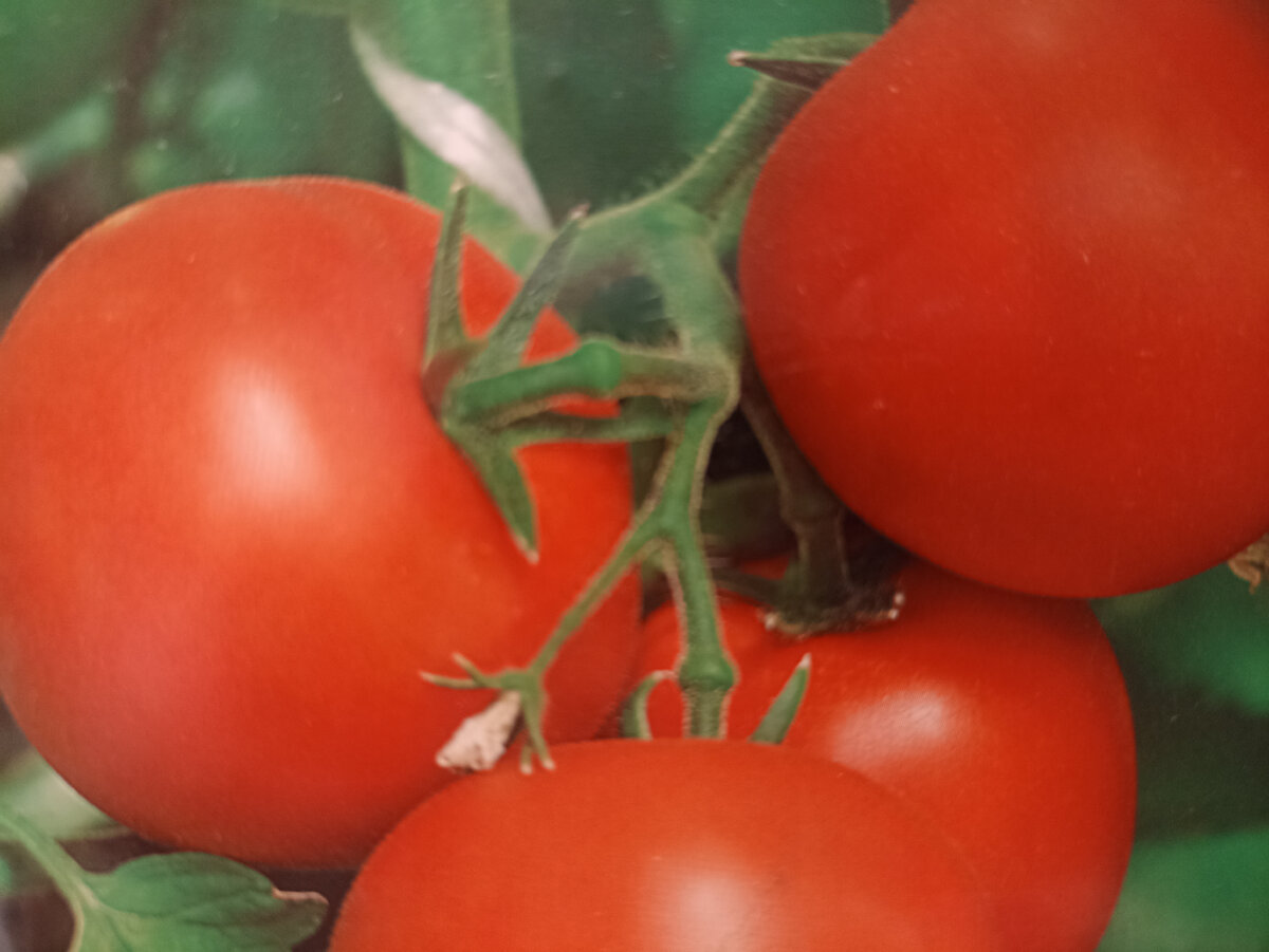 Томат Гурман. Фото автора