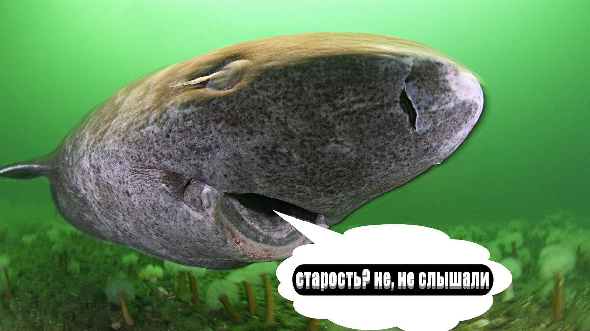 Акула которая живет 500 лет