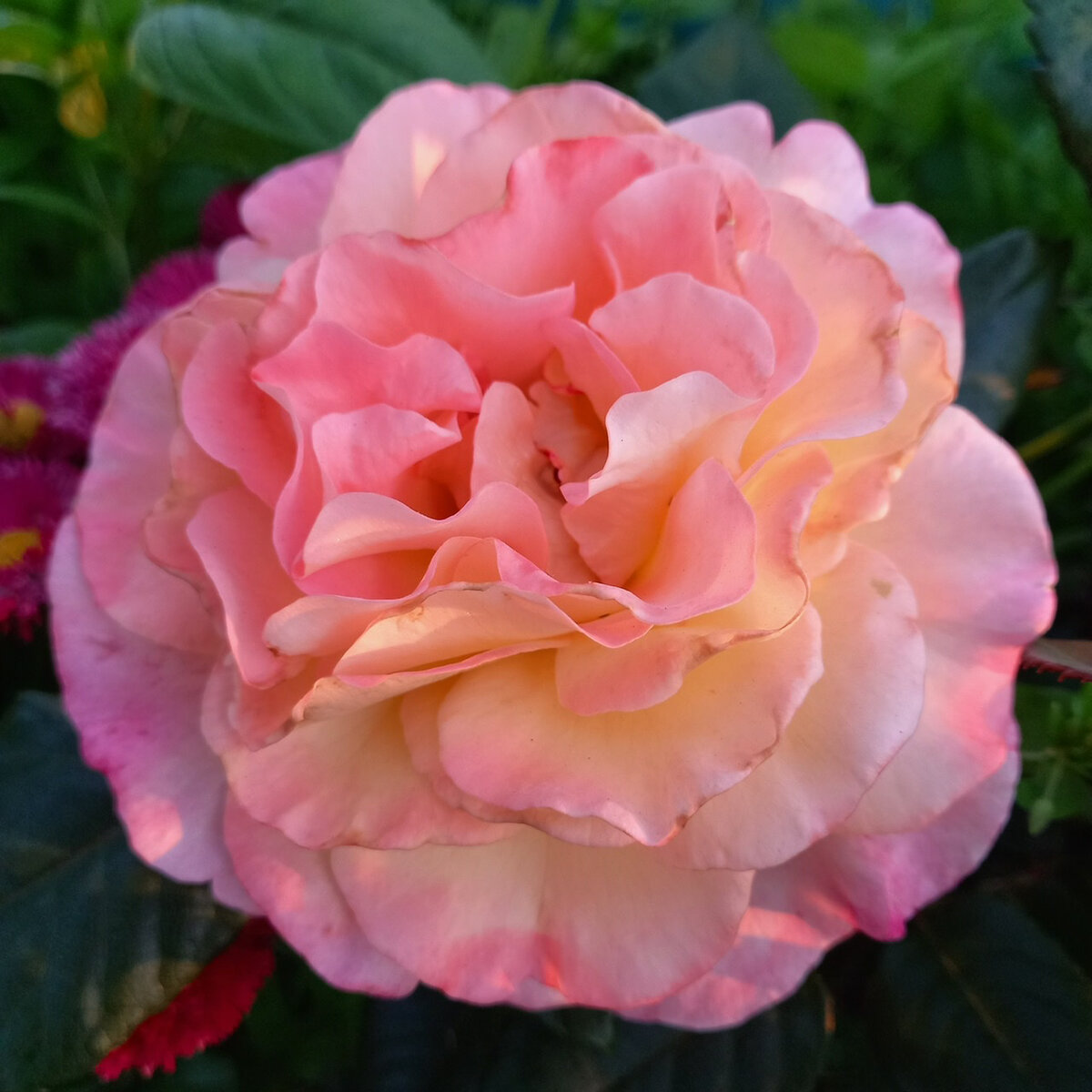 Чайно-гибридная роза Aquarelle.