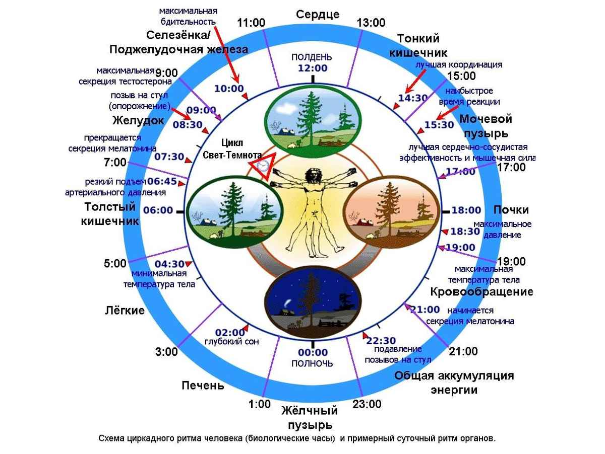 Схема циркадного ритма человека 