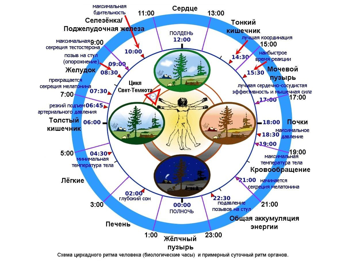Активность органов. Циркадные ритмы человека по часам схема. Суточные биоритмы человека по часам. Суточный цикл работы органов человека. Биологические часы внутренних органов человека таблица.