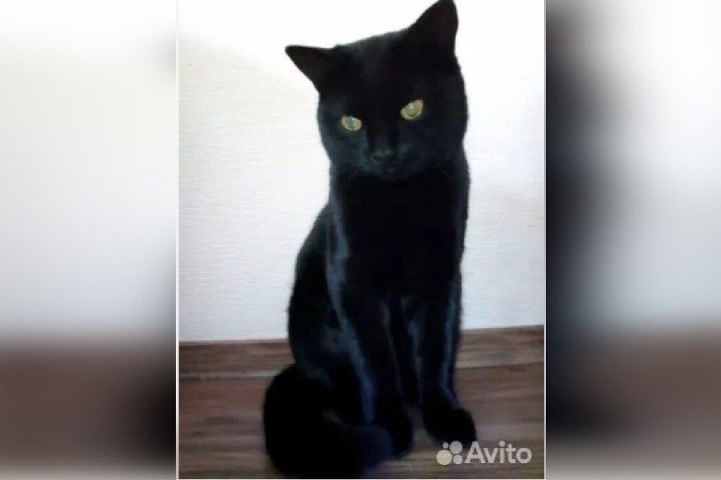    Источник: Avito.ru Вера Яковлева
