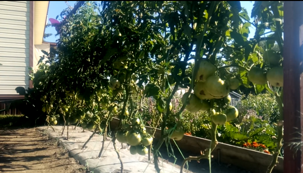 томаты на грядке термос