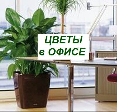 цветы в офисе