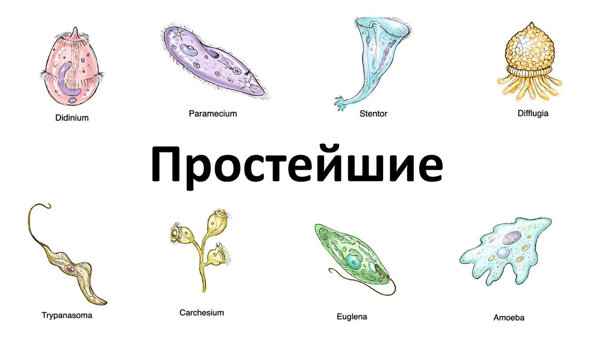Простейшие организмы тесты. Простейшие животные представители. Простейшие названия. Protozoa группа. Простейшие организмы названия.