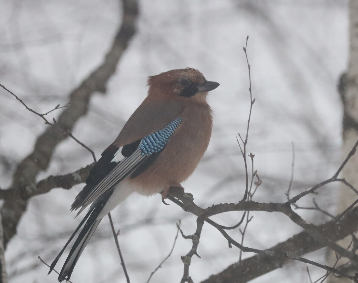 Птичка и метель