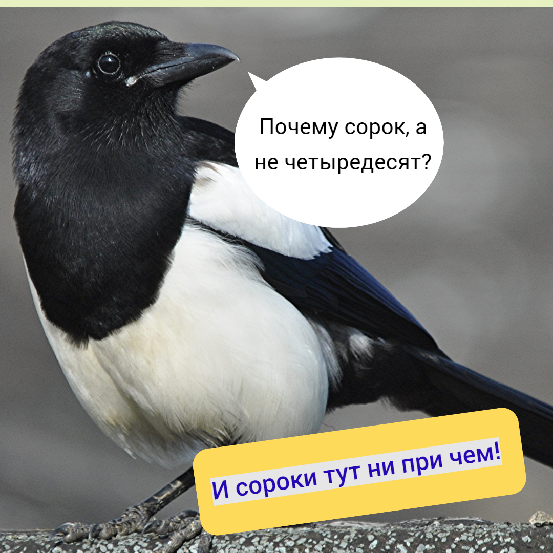 Сорок почему так называется. Почему сороку называют белобокой. отчего у сороки такой хвост. зачем сороке такой хвост. почему сорок а не четыредесят.