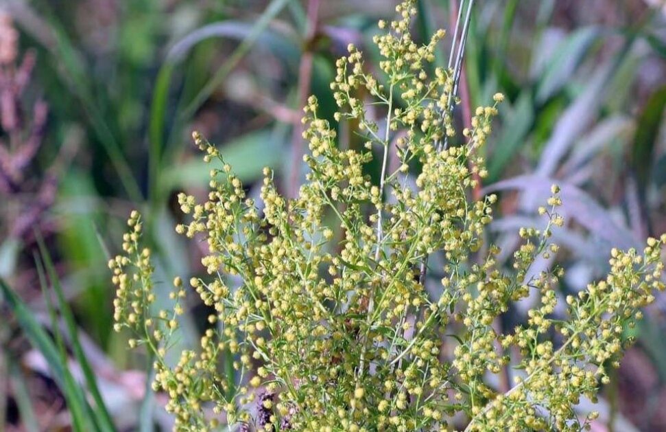 Полынь цитварная. | Чтение карт | Дзен