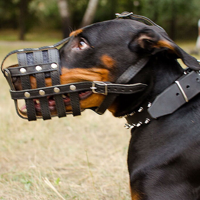 Собаке уже тяжело дышать, много складок в уголках губ, опасный признак. Фото взято из интернета, свободный доступ, ресурс Яндекс-картинки. 