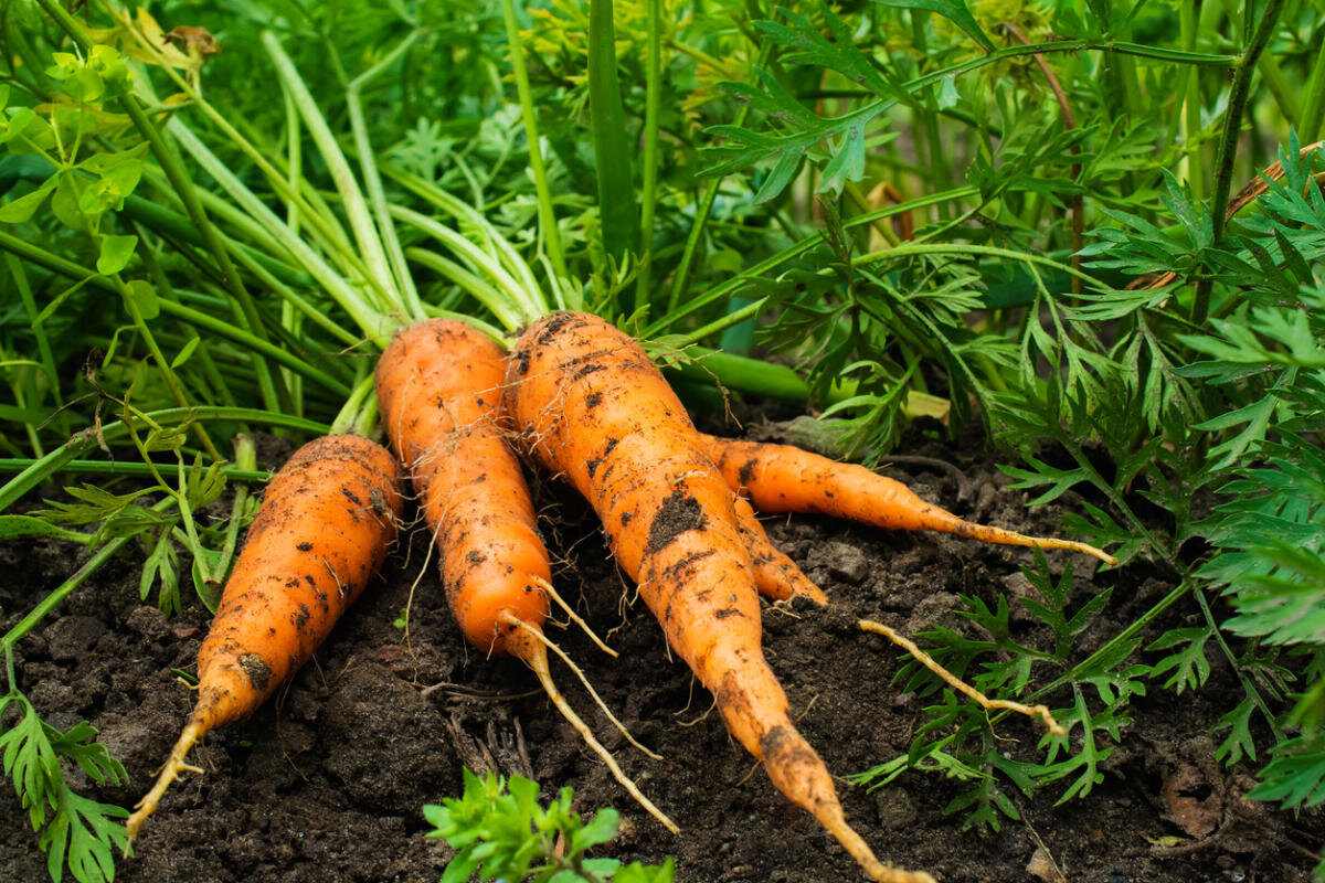 Поздняя посадка моркови: лучше в июле, чем никогда!