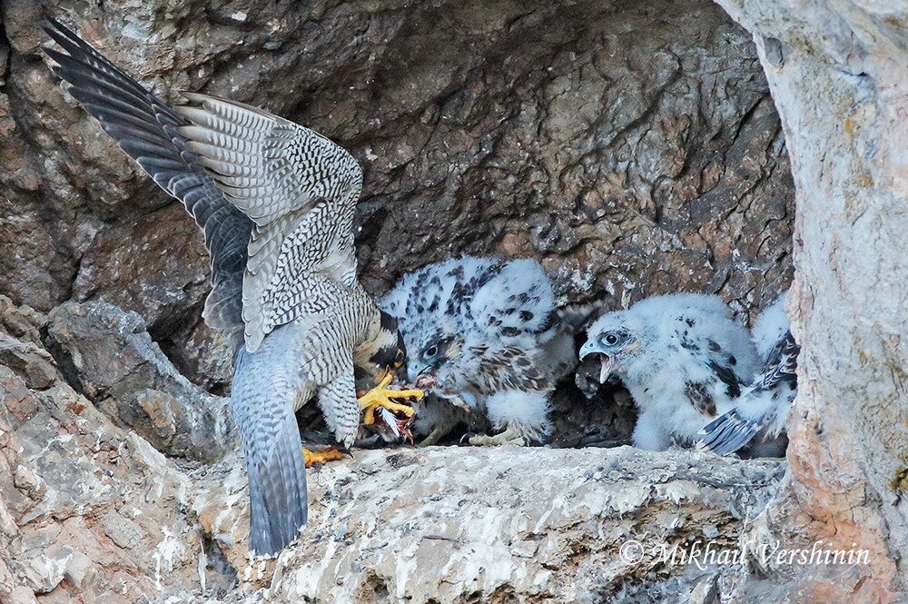 Кормление птенцов сапсана. Автор фото - Михаил Вершинин