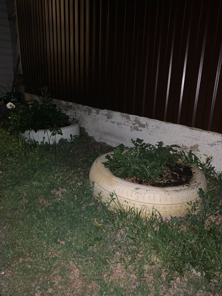 В этом году не красила, ниже объясню почему))) Фото автора 