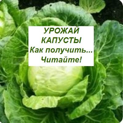 высокий урожай капусты