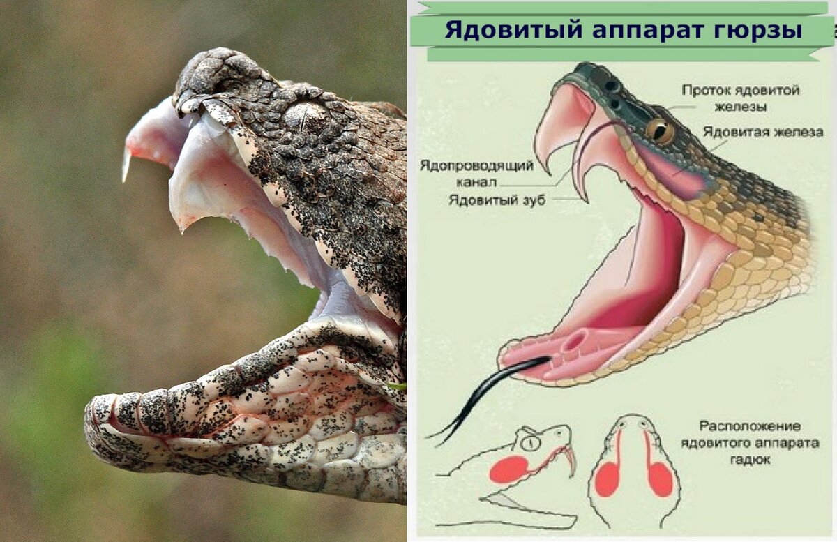 Укус гюрзы. Гюрза змея последствия укуса. Ядовитый аппарат змеи строение.