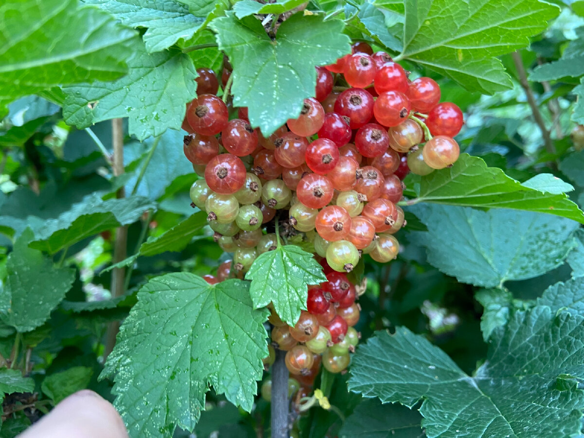 Бабушкины ягоды