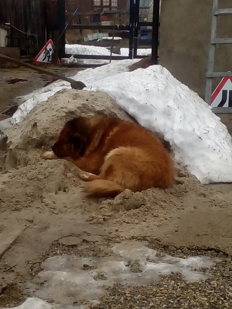 Ну не любитель он помещений и будок. Вот, облюбовал самое мягкое и сухое место на песке. Отдыхает старичок