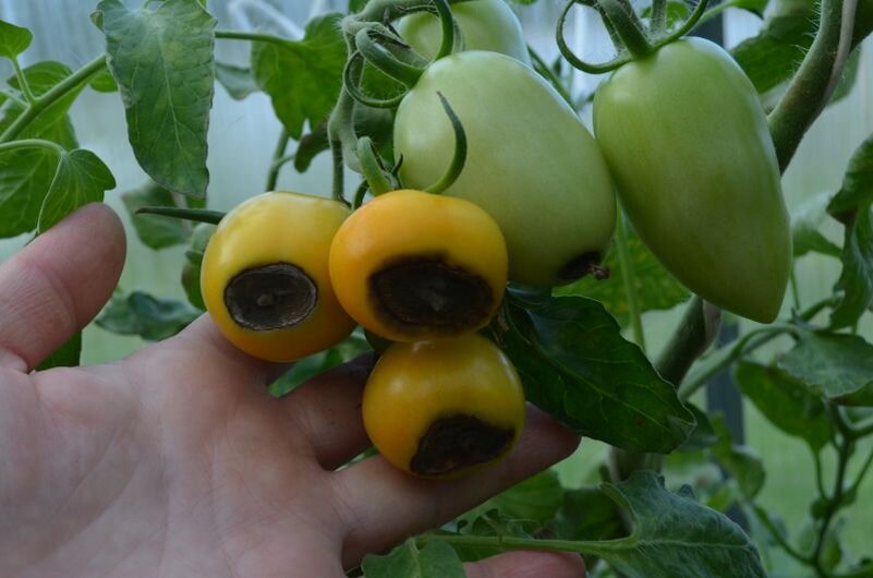 Вершинная гниль томатов.