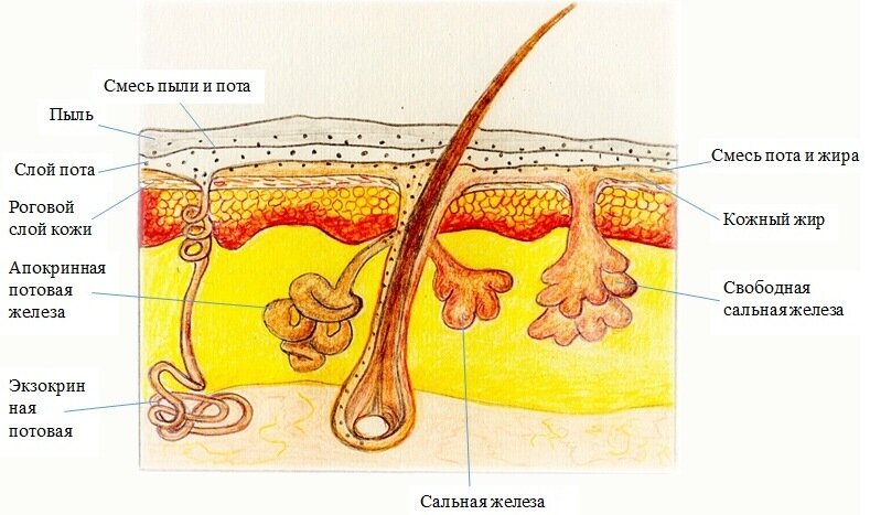 Сальные железы. Апокринные потовые железы схема. Схема строения сальных и потовых желез у животных. Тип секреции потовых желез кожи пальца. Повышенная секреция сальных желез.