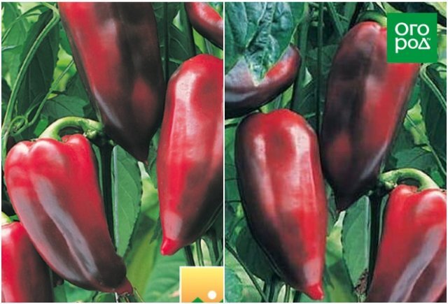 Перец Буратино F1