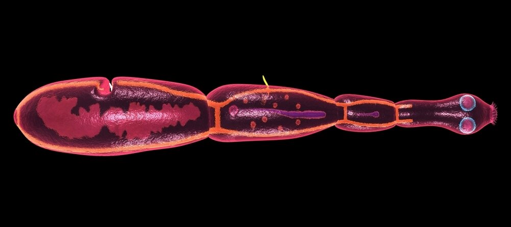 Ленточный червь эхинококк