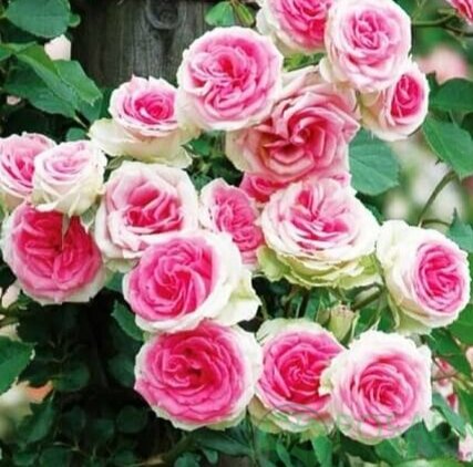 Роза Мими Эден (Mimi Eden) 