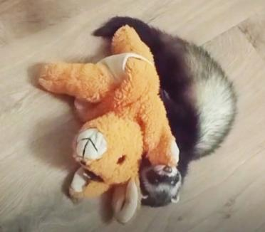 Хорьки любознательны и игривы. Ручки и мячики, которые Маруся не могла утащить в зубах, она перекатывала по полу, помогая лапками и пузиком.