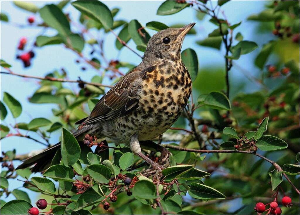 Стая птиц совсем за небольшое время может уничтожить весь урожай ирги (источник фото: Яндекс Картинки)