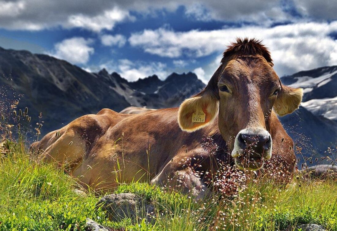 Источник фото: pixabay.com