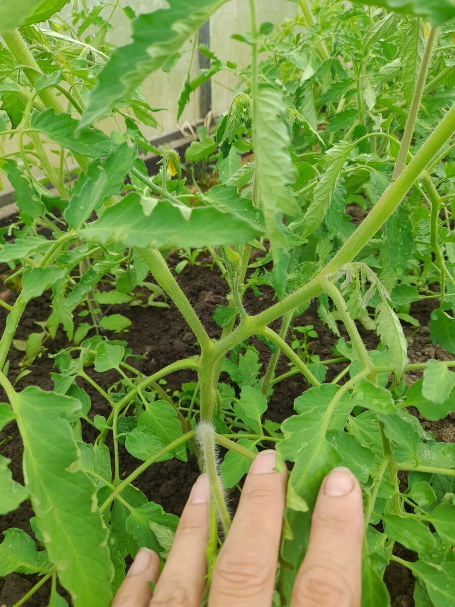 У макушки два побега.