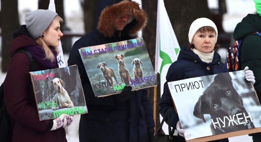 В Ижевске пройдет митинг с требованием построить приют для животных