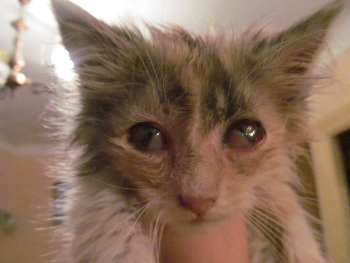 Перед визитом в ветклинику