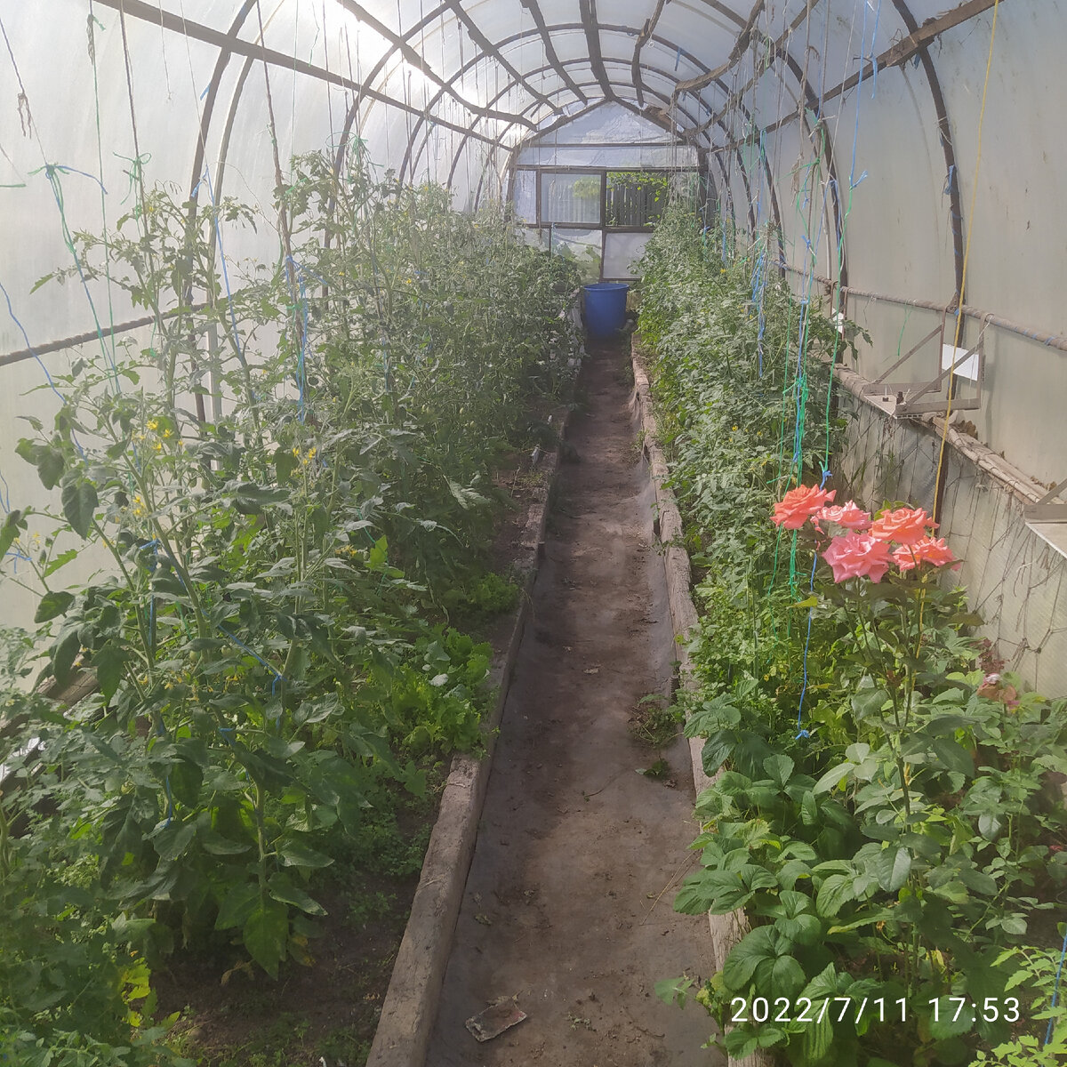 большая теплица с помидорами и перцами. Здесь же зелень садила, и клубника сидит, вот и роза цветет))