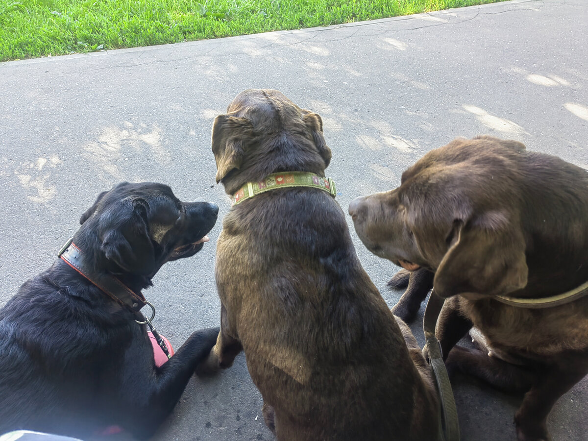 Три девицы с эпи