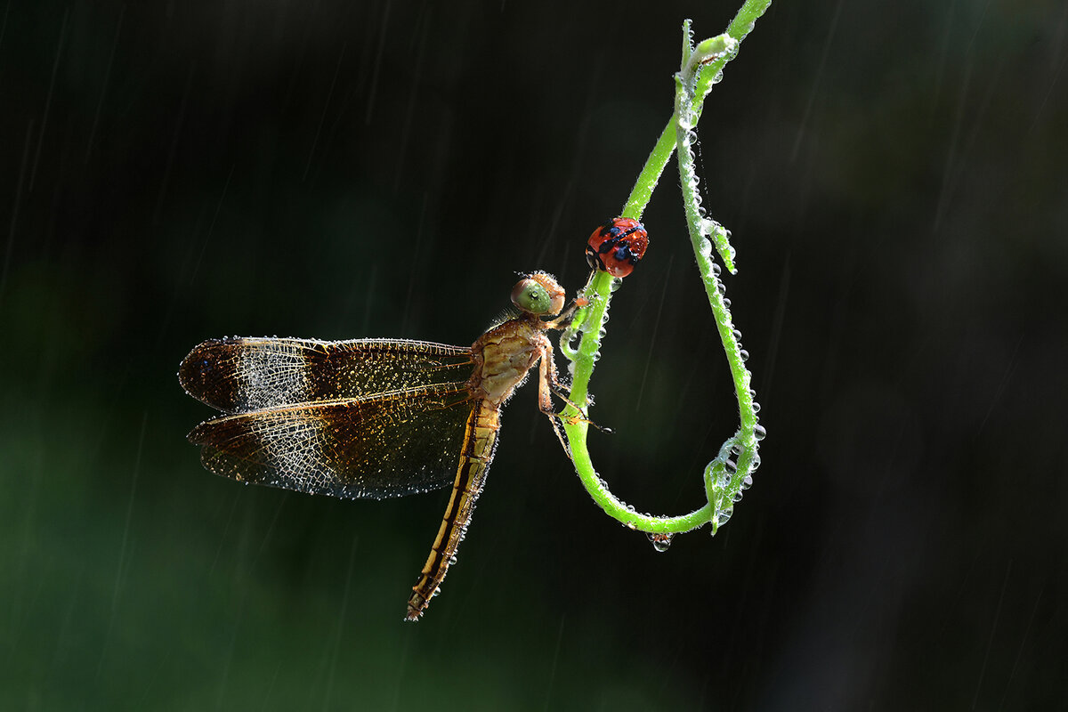 Diana Chan (Hong Kong), Meeting in the Rain/Встреча под дождем