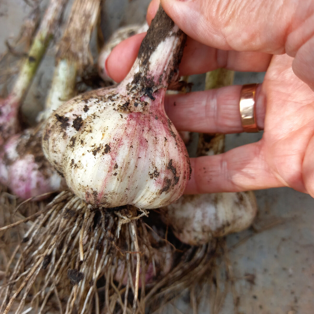 выкопала один и поняла, что готов - общая оболочка сформировалась, перегородки между зубками - тоже. 