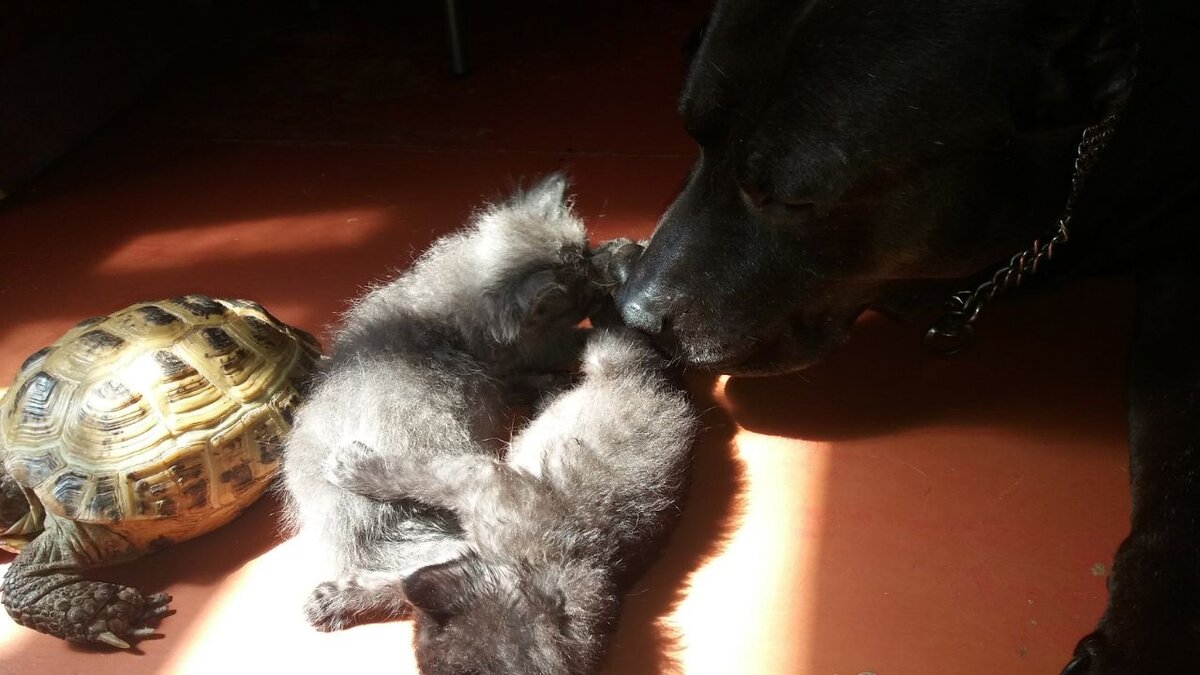 Черепаха Момо, котята - Дымок и Пират, пес - Пит