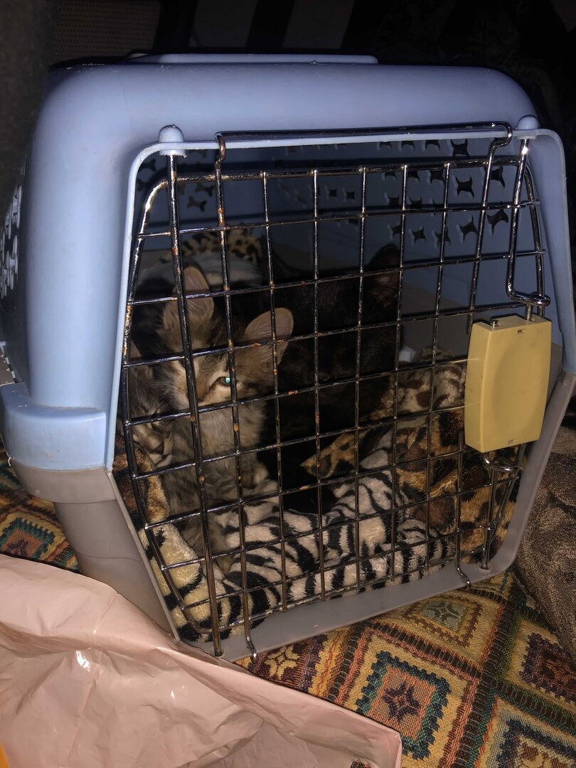 Малыши и Русик в машине