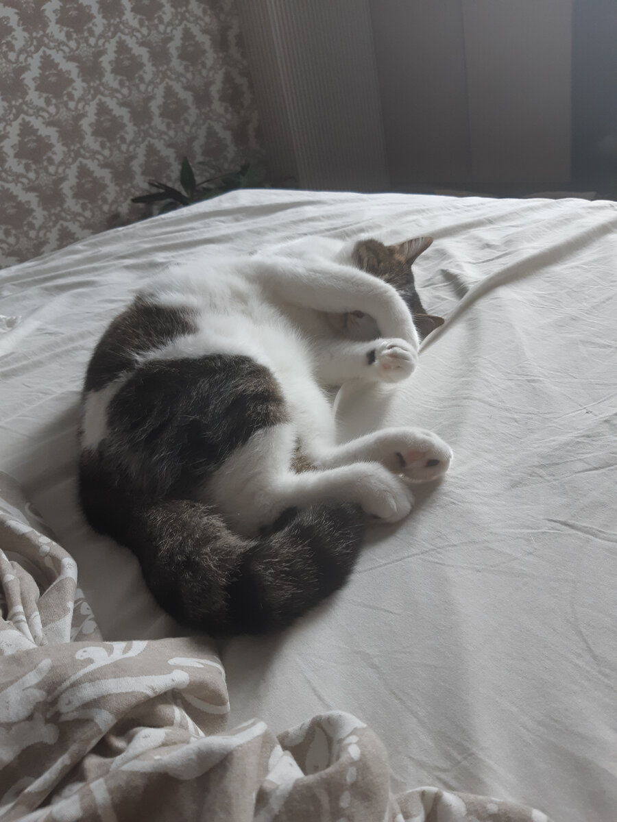 как бы мне хотелось стать Котом.....
