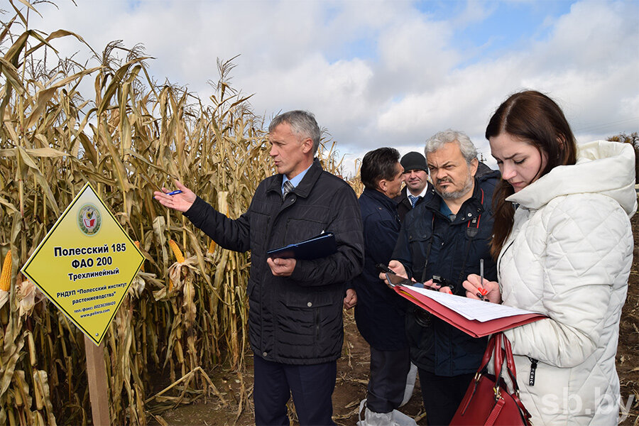 В Беларуси выведены собственные районированныеп гибриды кукурузы. Фото: www.sb.by