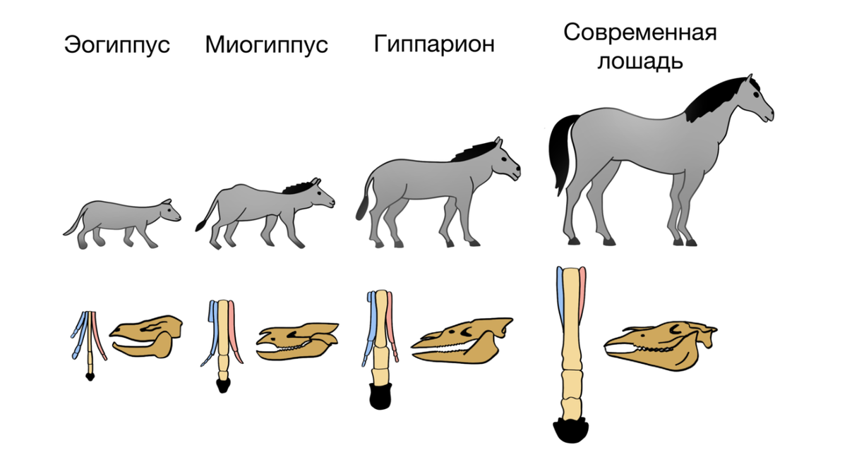 Палеонтологические доказательства эволюции филогенетические ряды. Филогенетический ряд лошади таблица. Филогенетический ряд лошади доказательства эволюции. Филогенетический ряд лошади наличие копчика в скелете. Эволюция филогенетический ряд лошади.