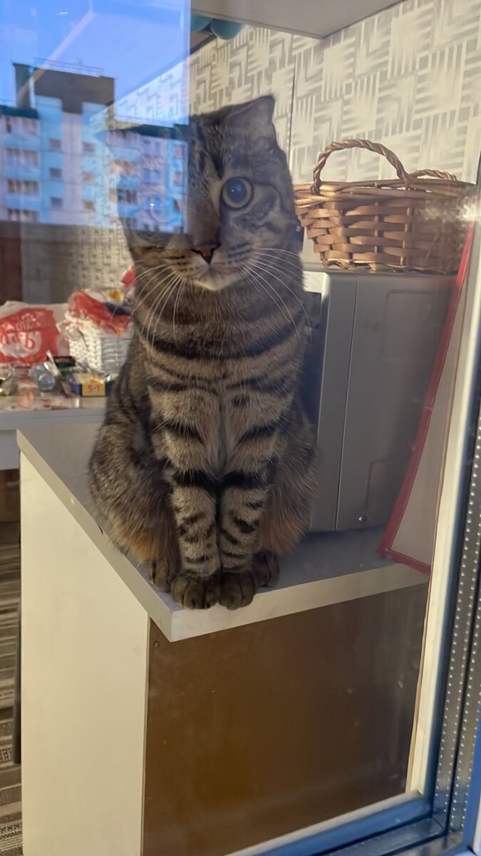 Меня назвали просто кот, мне идет?!😉