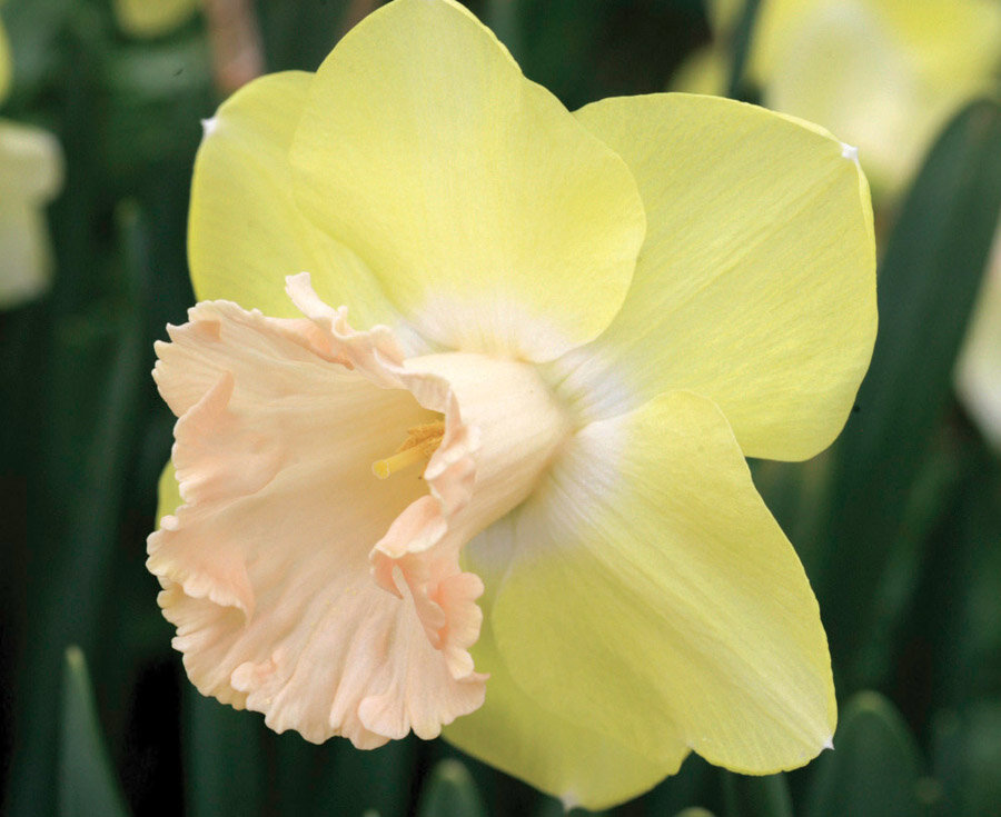 Трубчатый нарцисс Lorrikeet