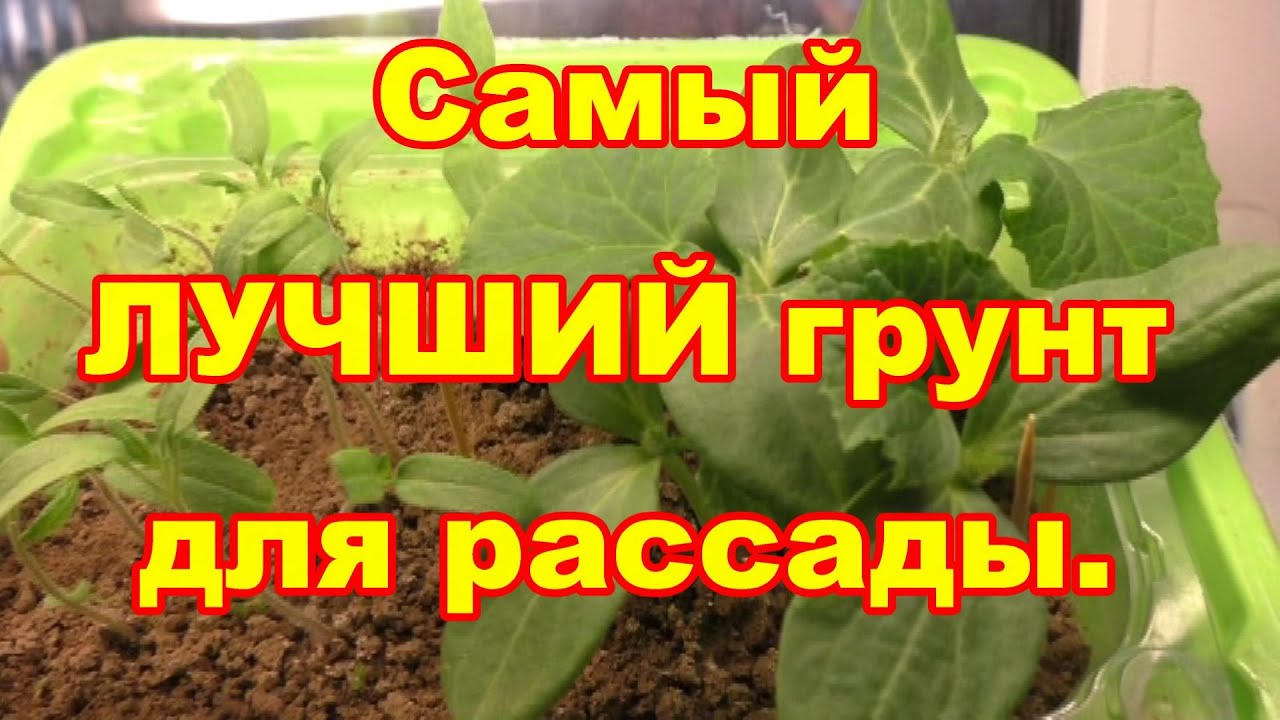 Самый лучший грунт для рассады из кротовин часть 2