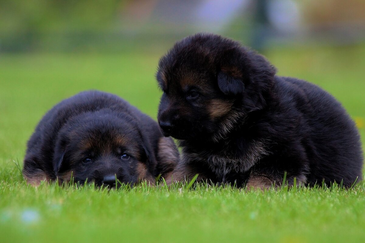 Щенки немецкой овчарки с документами / метрика/клеймо/вет.паспорт