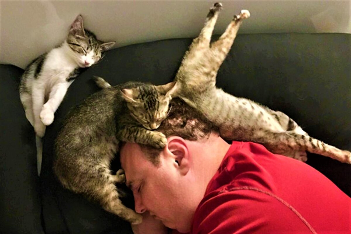 Смешные коты: wpsovet.ru