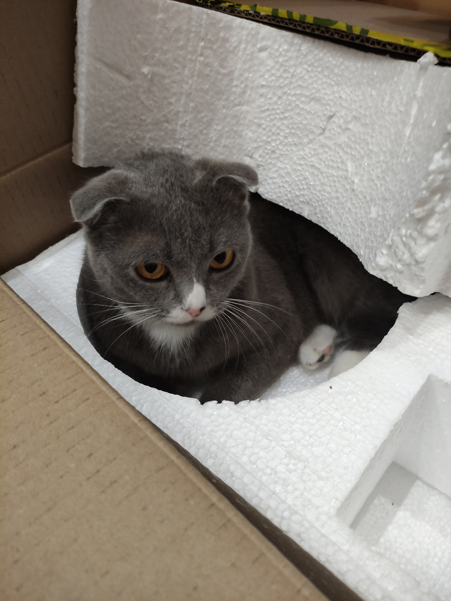 Доставку кота заказывали? 