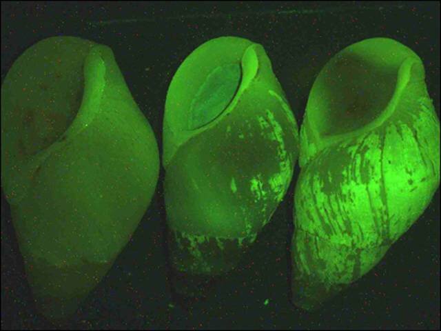 Раковина улитки Hinea brasiliana